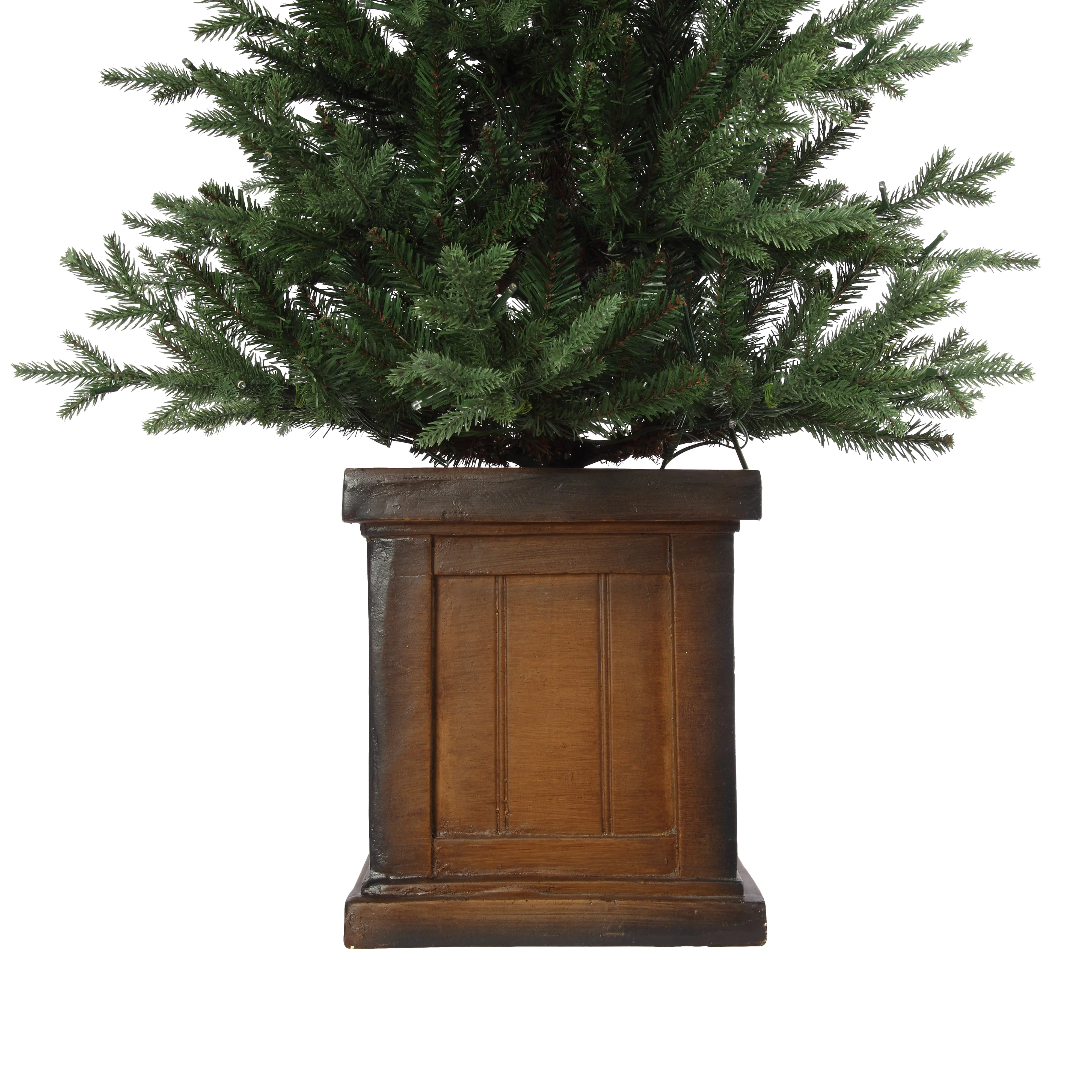 4.5 Foot New Haven Fraser Fir Potted Tree - Image 4