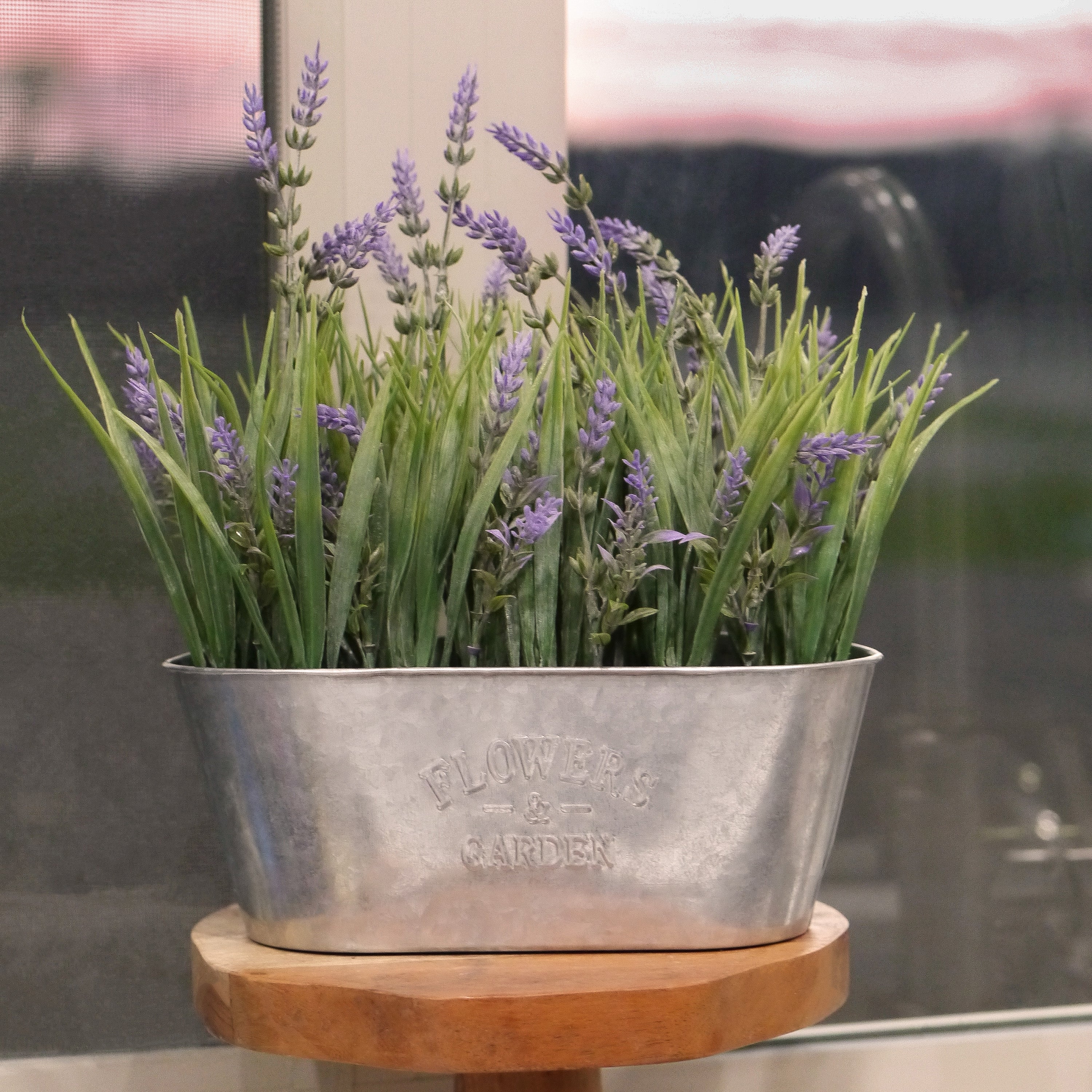 10 Inch Lavender in Galvanized Metal Pot - Image 6